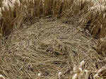 Oliver’s Castle, Wiltshire crop circle, aerial photo 36