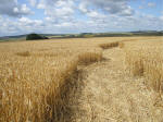 The Ridgeway, Wiltshire crop circle, aerial photo 34