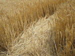 The Ridgeway, Wiltshire crop circle, aerial photo 30