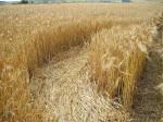 The Ridgeway, Wiltshire crop circle, aerial photo 35