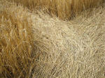 The Ridgeway, Wiltshire crop circle, aerial photo 38