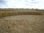 The Ridgeway, Wiltshire crop circle, aerial photo 29