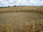 The Ridgeway, Wiltshire crop circle, aerial photo 28