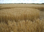 The Ridgeway, Wiltshire crop circle, aerial photo 39