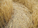 The Ridgeway, Wiltshire crop circle, aerial photo 32