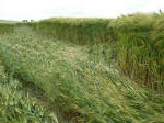 The Ridgeway, Wiltshire crop circle, aerial photo 50
