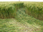 The Ridgeway, Wiltshire crop circle, aerial photo 53