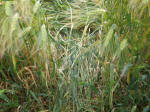 The Ridgeway, Wiltshire crop circle, aerial photo 54