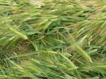 The Ridgeway, Wiltshire crop circle, aerial photo 52