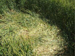 The Sanctuary, Wiltshire crop circle, aerial photo 17