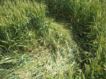 The Sanctuary, Wiltshire crop circle, aerial photo 23