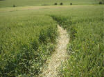 The Sanctuary, Wiltshire crop circle, aerial photo 16