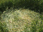 The Sanctuary, Wiltshire crop circle, aerial photo 20