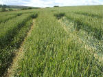 The Sanctuary, Wiltshire crop circle, aerial photo 15