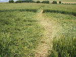 The Sanctuary, Wiltshire crop circle, aerial photo 22