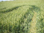 The Sanctuary, Wiltshire crop circle, aerial photo 26