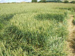 The Sanctuary, Wiltshire crop circle, aerial photo 21