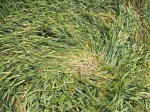 The Sanctuary, Wiltshire crop circle, aerial photo 25