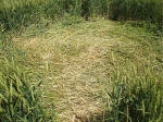 The Sanctuary, Wiltshire crop circle, aerial photo 29