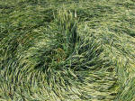 The Sanctuary, Wiltshire crop circle, aerial photo 37