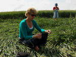 The Sanctuary, Wiltshire crop circle, aerial photo 39