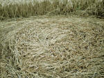 The Sanctuary (2), Wiltshire crop circle, aerial photo 19