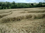 The Sanctuary (2), Wiltshire crop circle, aerial photo 14