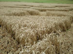 The Sanctuary (2), Wiltshire crop circle, aerial photo 18