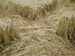 The Sanctuary (2), Wiltshire crop circle, aerial photo 16