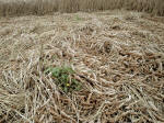 The Sanctuary (2), Wiltshire crop circle, aerial photo 15