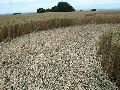 Martinsell Hill, Wiltshire crop circle, aerial photo 11