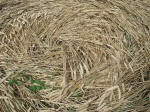 Martinsell Hill, Wiltshire crop circle, aerial photo 22