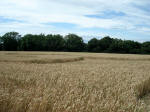 Martinsell Hill, Wiltshire crop circle, aerial photo 13
