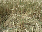 Martinsell Hill, Wiltshire crop circle, aerial photo 18