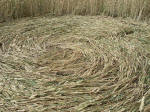 Martinsell Hill, Wiltshire crop circle, aerial photo 15