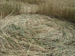 Martinsell Hill, Wiltshire crop circle, aerial photo 17