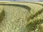 South Field, Wiltshire crop circle, aerial photo 35