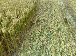 South Field, Wiltshire crop circle, aerial photo 39
