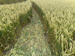 South Field, Wiltshire crop circle, aerial photo 36