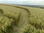 South Field, Wiltshire crop circle, aerial photo 44