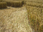South Field, Wiltshire crop circle, aerial photo 62