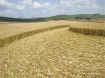 South Field, Wiltshire crop circle, aerial photo 51