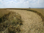South Field, Wiltshire crop circle, aerial photo 53