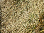 South Field, Wiltshire crop circle, aerial photo 74