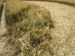 South Field, Wiltshire crop circle, aerial photo 59