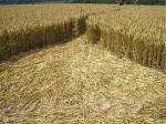 South Field, Wiltshire crop circle, aerial photo 48