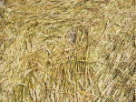 South Field, Wiltshire crop circle, aerial photo 72