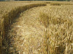 South Field, Wiltshire crop circle, aerial photo 54