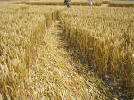 South Field, Wiltshire crop circle, aerial photo 57