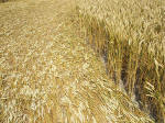 South Field, Wiltshire crop circle, aerial photo 61